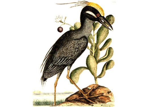 Yellow-crowned Heron